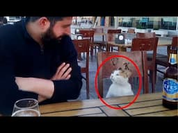 When you're living with an extrovert cat 😺 Funny Cat videos