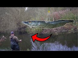 I Used a PIKE as BAIT and Caught The King Of The River!