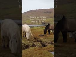 Painting a Highland Pony in Watercolour - Isle of Skye, Scotland