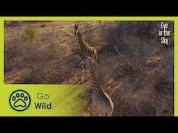 Sahara Desert to the Serengeti | Eye in the Sky 1/5 | Go Wild