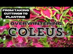 How to Successfully Overwinter Coleus Cuttings With This Easy Step-by-step Guide! 🍃🌿🌱