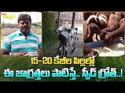 Lamb Raising Guide | 15-20 కేజీల పిల్లల్లో ఈ జాగ్రత్తలు పాటిస్తే.. స్పీడ్ గ్రోత్..! Tone Agri