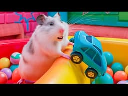 Major Hamster PRISON ESCAPE - Hamster Cute pets MAZE with TRAPS stories #hamster #maze #escape #38