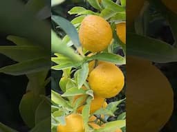 Yuzu Lemon Tree is LOADED With Fruits #shorts #yuzu #gardening #backyardgarden #urbangarden #garden