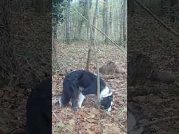 Putting food in the woods to see what eats it