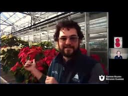 Ask an Expert: Growing Poinsettias (Online Q&A)