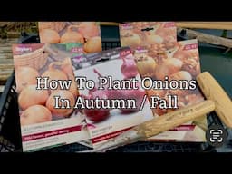 How To Plant Onions In Autumn / Fall, Planting Onions, Growing Onions From Bulbs