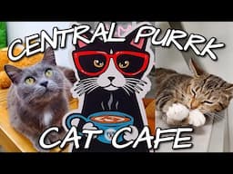 Central Purrk Cat Cafe | Georgetown Kentucky