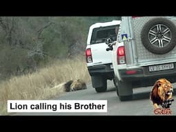 The Lion Chaser - Mfowethu Shishangaan Calling His Brother Casper The White Lion