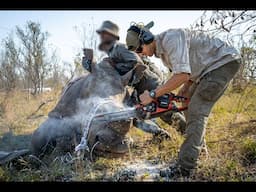 Rhino Conservation: Taking the price off their heads… 🦏 Cruel or kind?