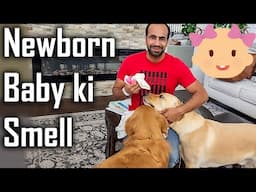 Dogs Reaction to our Newborn Baby Smell | They can't wait to Meet our Baby @ouramericandream1183