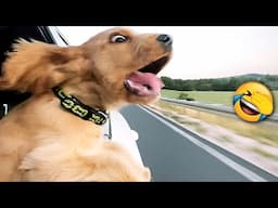 Funniest Animal Videos 2024 🤣 - Funny Cats And Dogs Videos 😇🥰