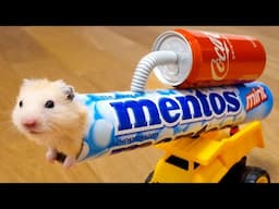 NEVER ever TRUST YOUR HAMSTER with Cola, Mentos and food #hamster #maze #story