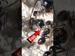 my Ants are EATING their EGGS!!