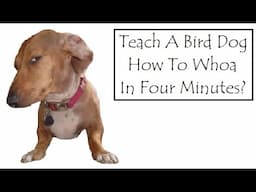 Teach Whoa In Four Minutes (Mark Payton Gundogs)