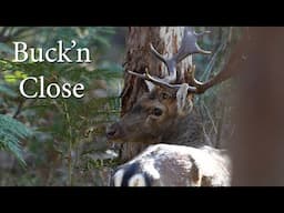 Buck'n Close