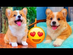 Corgi — Adorable And Hilarious Videos And Tik Toks Compilation