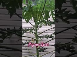 Papaya Tree