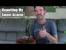 Sweet Acacia Repotting & Care/Info