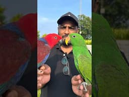 Grand Eclectus Pair | #ShaikhTanveer #Parrot #ExoticBirds