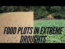 Growing Food Plots In Drought Conditions | Food Plot Updates From a DRY 2024 Brassica Plot