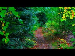 Rain in Irish forest. Relaxation, Stress Relief, Deep Sleep, Meditation, Yoga. HQ STEREO. NO ADS.