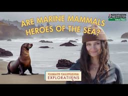 Are Marine Mammals Heroes of the Sea?