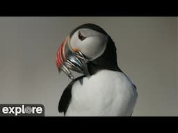 Audubon Puffin Loafing Ledge | 2024 Highlights