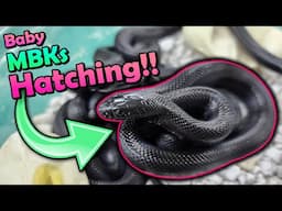 More Baby Mexican Black Kingsnakes Hatching!