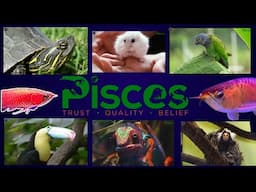 PISCES TRUE BUGS | BUY LIVE SUPERWORM MEALWORM IN INDIA || VARIETY LIVE ROACHES FOR PETS