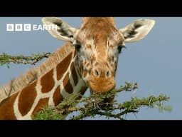 Ants Take on Giraffes | How Nature Works | BBC Earth Kids