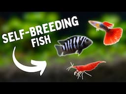 SELF-BREEDING Aquarium Fish | TOP 7