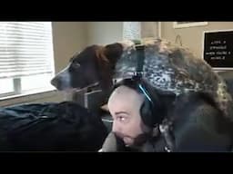 PETS ON LIVE STREAMS │#2