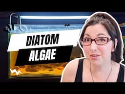 Get Rid of Diatom Algae | Brown Algae in Aquarium