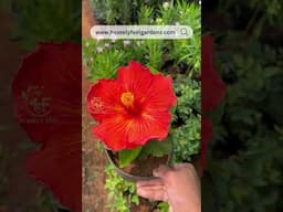 Hibiscus Varieties❤️ Visit www.homelyfeelgardens.com for orders💚