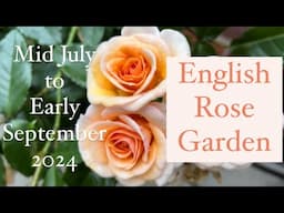 English Rose Garden - Mid July to Early September 2024 - Garden Tour