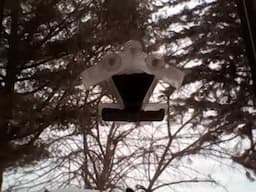 Live View of our Bird Feeder