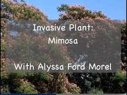 Invasive Plant: Mimosa