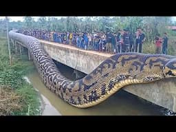 Biggest Snakes Seen by Humans EVER