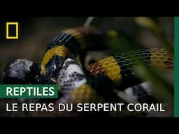 Le serpent corail n'épargne pas ses semblables