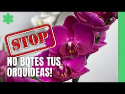 NO BOTES TUS ORQUÍDEAS TE PUEDEN DAR UNA SORPRESA!!!