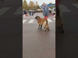 Meeting with Leonberger at a flea market in the city of Tournai , Belgium.@verakrus568 #brocante