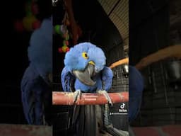 Hyacinth MACAW NON- Stop TALKING! FUNNY ANIMAL video!