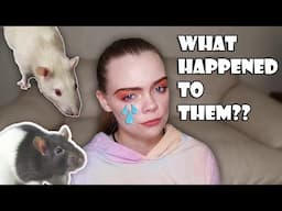 WHAT HAPPENED TO ALL MY RATS?? (The Entire Story)