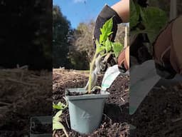 Tomato Growing Hack | Mitre 10 Easy As