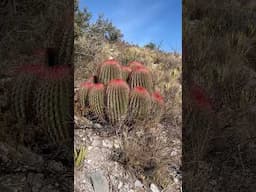 Ferocactus pilosus or “biznaga de lima” cactus in Mexico 🇲🇽