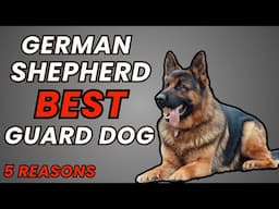 Top 5 Reasons Why German Shepherds Are the Best Guard Dogs!