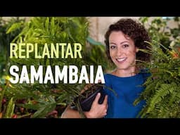 Como REPLANTAR SAMAMBAIA em VASO para ter PLANTA saudável