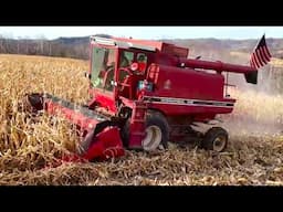 Harvesting My First Corn Crop! Combining Corn With A 1460 International! (2024 Harvest)