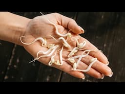 How To Grow Bean Sprouts At Home + Easy Healthy Recipe